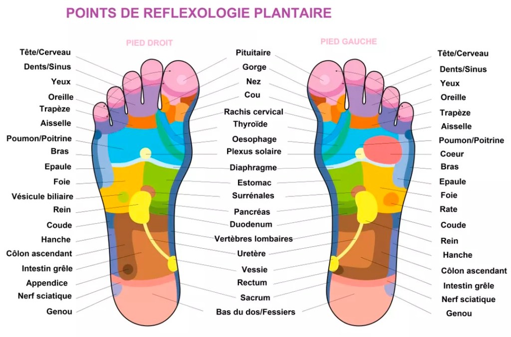 La réflexologie Plantaire